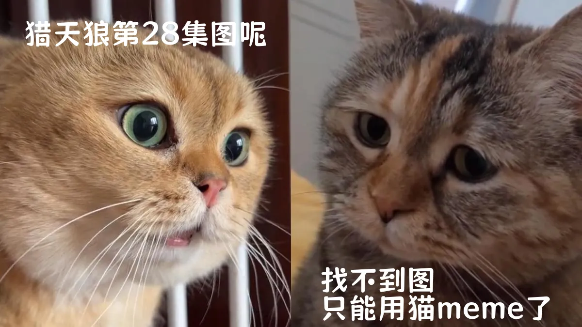 猎天狼第28集分集剧情