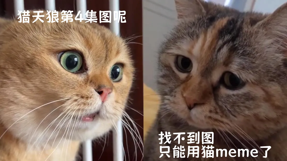 猎天狼第4集分集剧情